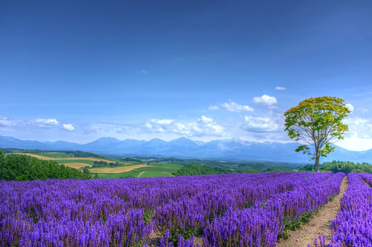 hokkaido-july_afternoon...-s.jpg