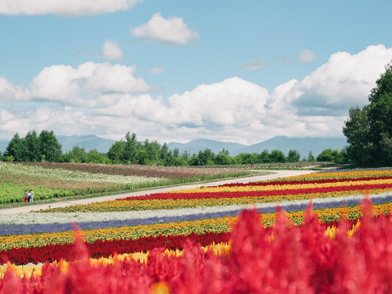 hokkaido-_flower_carpet-s.jpg