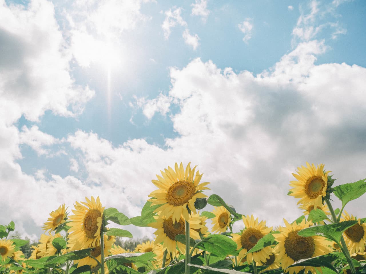 hokkaido-_sunflower-s.jpg